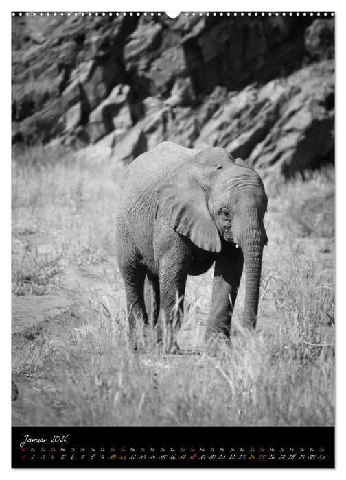 Elefanten in schwarz-weiss (CALVENDO Wandkalender 2026)