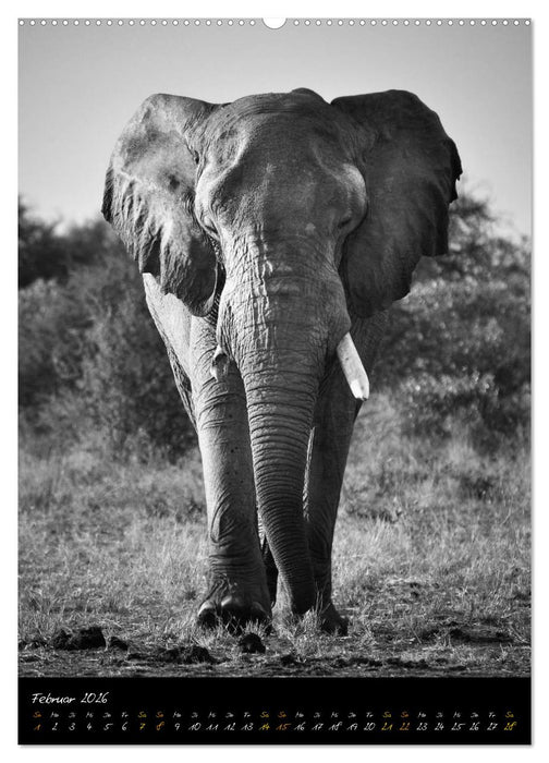Elefanten in schwarz-weiss (CALVENDO Wandkalender 2026)