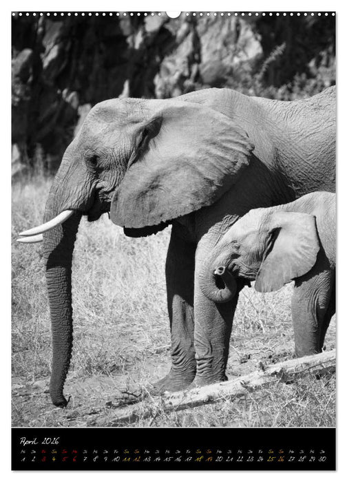 Elefanten in schwarz-weiss (CALVENDO Wandkalender 2026)