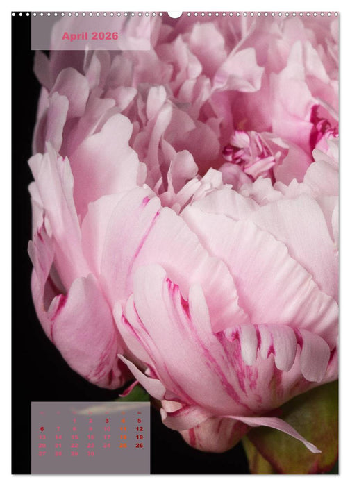 Die Königin der Rosen (CALVENDO Wandkalender 2026)