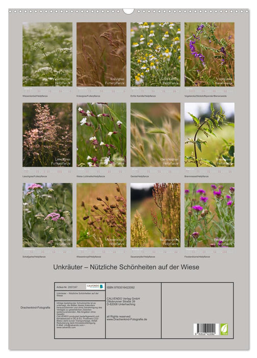 Unkräuter – Nützliche Schönheiten auf der Wiese (CALVENDO Wandkalender 2026)