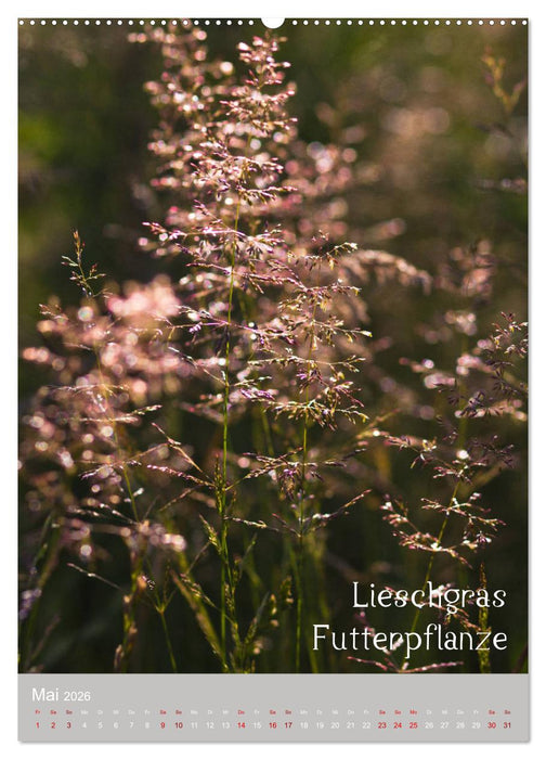 Unkräuter – Nützliche Schönheiten auf der Wiese (CALVENDO Wandkalender 2026)