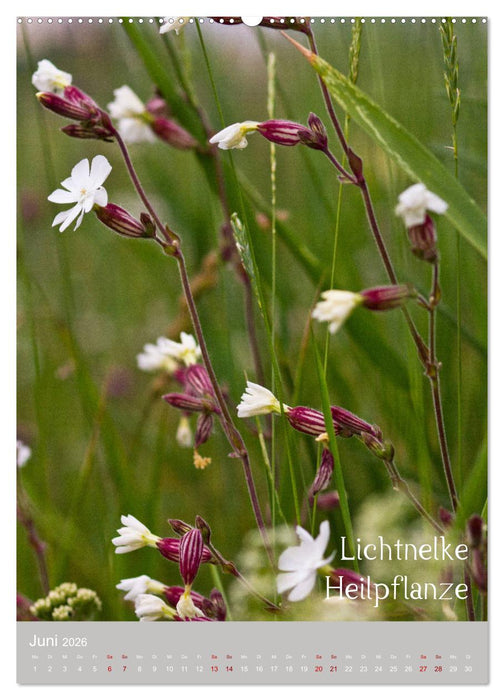 Unkräuter – Nützliche Schönheiten auf der Wiese (CALVENDO Wandkalender 2026)