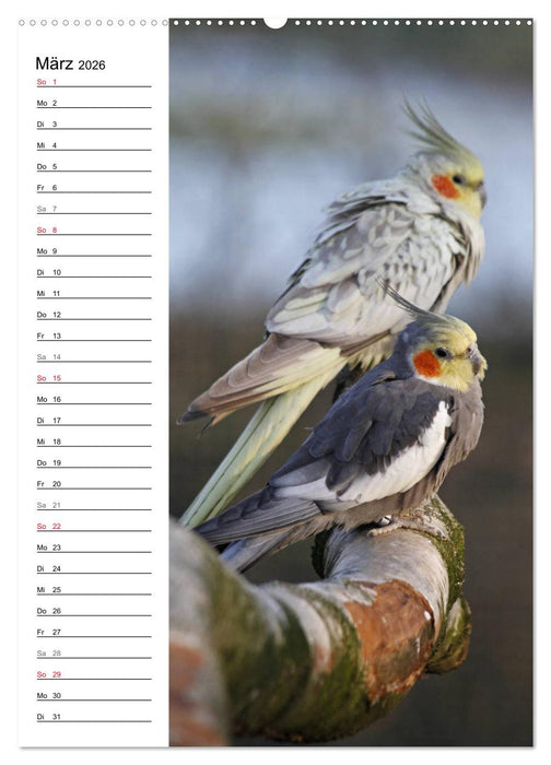 Der Nymphensittich-Terminplaner (CALVENDO Wandkalender 2026)