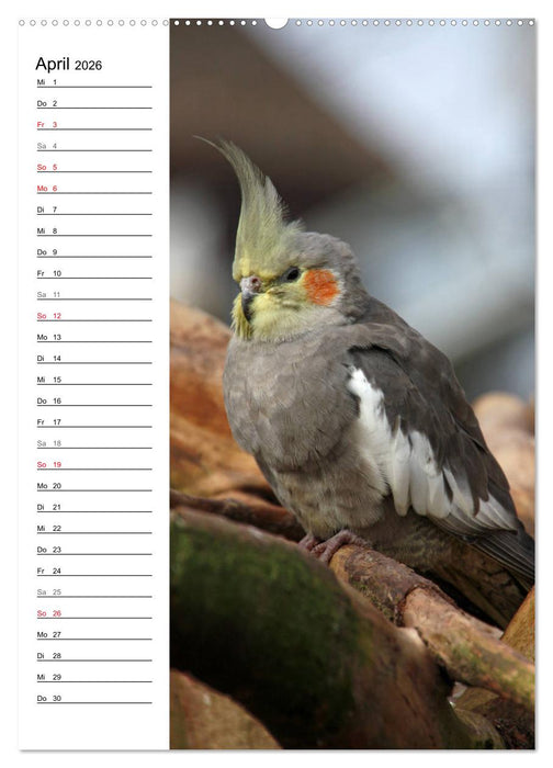 Der Nymphensittich-Terminplaner (CALVENDO Wandkalender 2026)