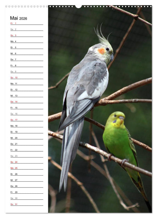 Der Nymphensittich-Terminplaner (CALVENDO Wandkalender 2026)