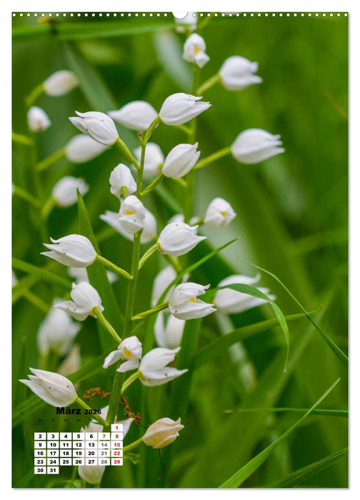 Zauber der Natur - Heimische Orchideen und Wiesenblumen (CALVENDO Premium Wandkalender 2026)