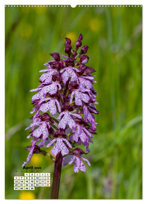 Zauber der Natur - Heimische Orchideen und Wiesenblumen (CALVENDO Premium Wandkalender 2026)