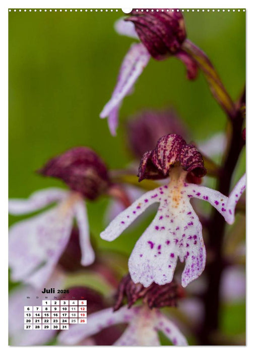Zauber der Natur - Heimische Orchideen und Wiesenblumen (CALVENDO Premium Wandkalender 2026)