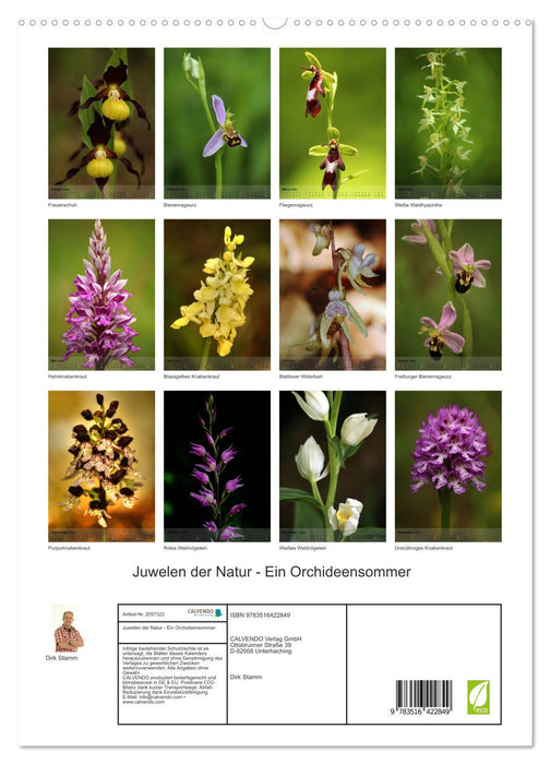 Juwelen der Natur - Ein Orchideensommer (CALVENDO Premium Wandkalender 2026)
