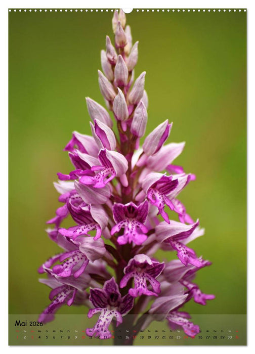 Juwelen der Natur - Ein Orchideensommer (CALVENDO Premium Wandkalender 2026)