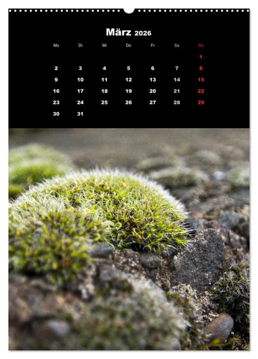 Die Welt der Moose. Ein Blick nach unten (CALVENDO Premium Wandkalender 2026)