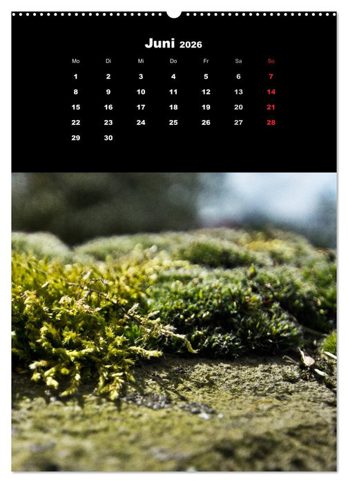 Die Welt der Moose. Ein Blick nach unten (CALVENDO Premium Wandkalender 2026)