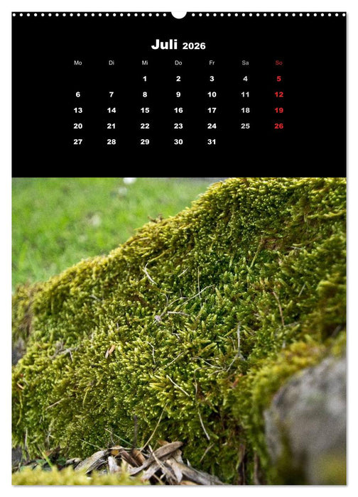Die Welt der Moose. Ein Blick nach unten (CALVENDO Premium Wandkalender 2026)