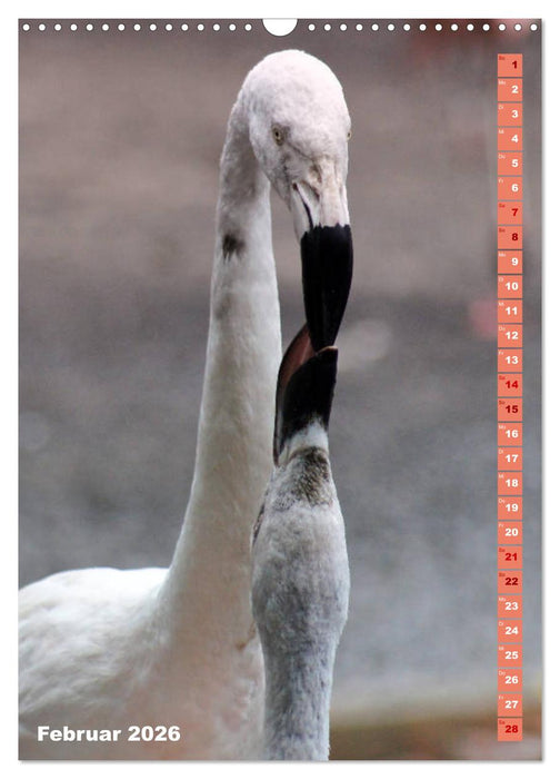 Rosarote Flamingo (CALVENDO Wandkalender 2026)