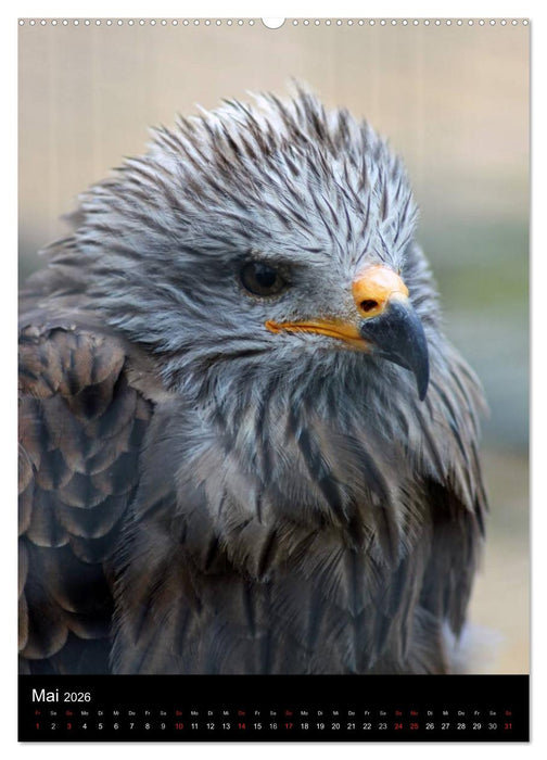 Scharfe Krallen, scharfe Augen, Greifvögel und Eulen im Wildpark (CALVENDO Premium Wandkalender 2026)