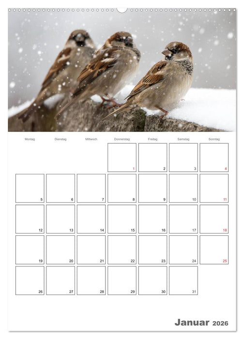 Vögel im heimischen Garten (CALVENDO Premium Wandkalender 2026)