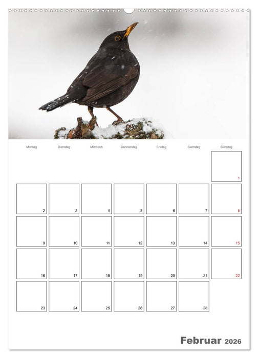 Vögel im heimischen Garten (CALVENDO Premium Wandkalender 2026)