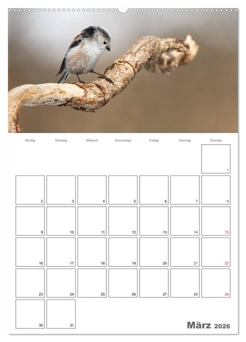 Vögel im heimischen Garten (CALVENDO Premium Wandkalender 2026)