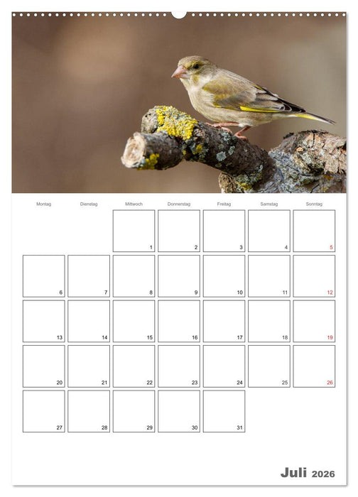 Vögel im heimischen Garten (CALVENDO Premium Wandkalender 2026)