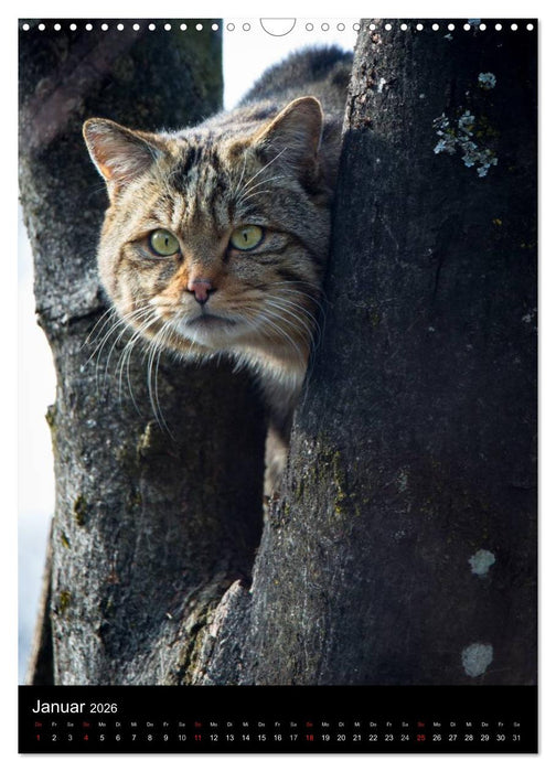 Wildkatzen - scheue Jäger (CALVENDO Wandkalender 2026)