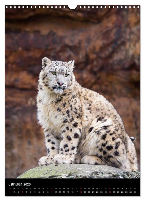 Schneeleoparden - Die Geister der Berge (CALVENDO Wandkalender 2026)