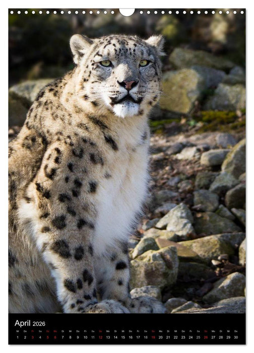 Schneeleoparden - Die Geister der Berge (CALVENDO Wandkalender 2026)