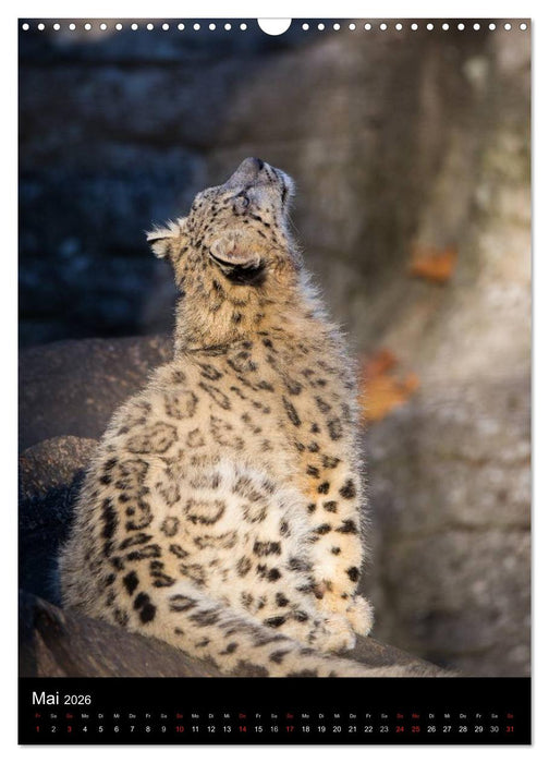Schneeleoparden - Die Geister der Berge (CALVENDO Wandkalender 2026)