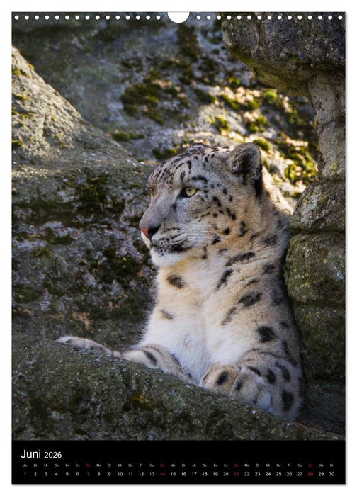 Schneeleoparden - Die Geister der Berge (CALVENDO Wandkalender 2026)