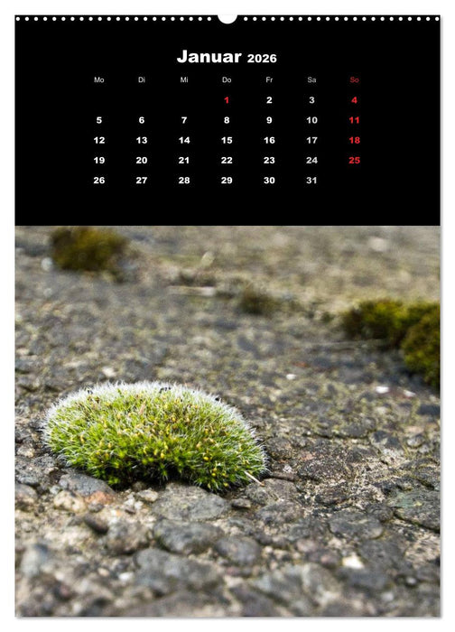 Die Welt der Moose. Ein Blick nach unten (CALVENDO Wandkalender 2026)