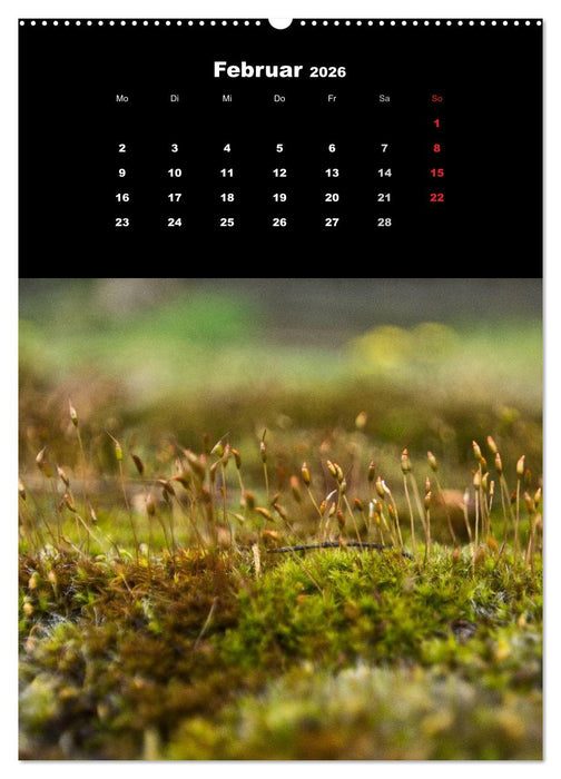Die Welt der Moose. Ein Blick nach unten (CALVENDO Wandkalender 2026)