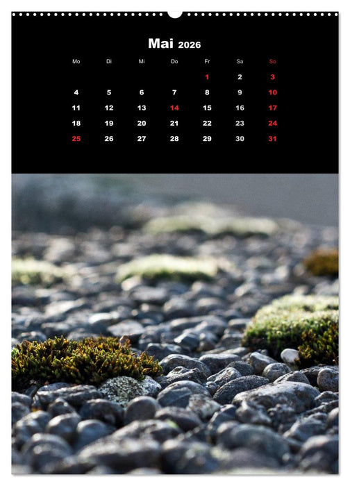 Die Welt der Moose. Ein Blick nach unten (CALVENDO Wandkalender 2026)