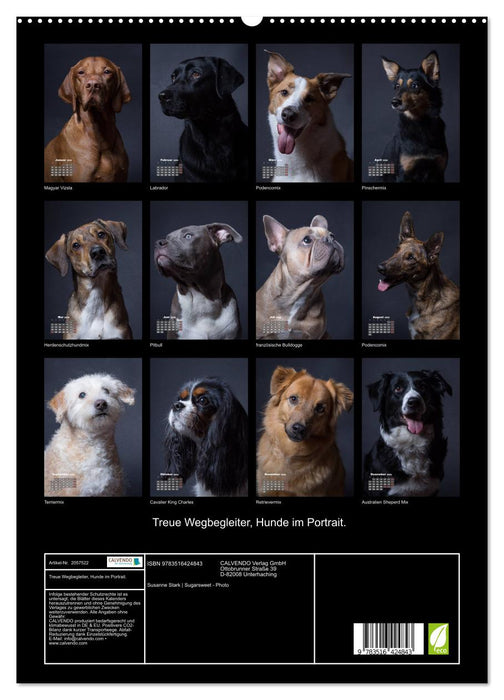 Treue Wegbegleiter, Hunde im Portrait. (CALVENDO Premium Wandkalender 2026)