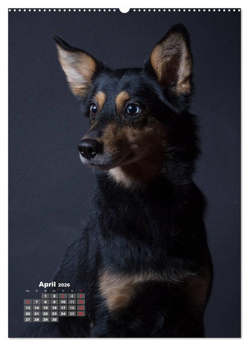 Treue Wegbegleiter, Hunde im Portrait. (CALVENDO Premium Wandkalender 2026)
