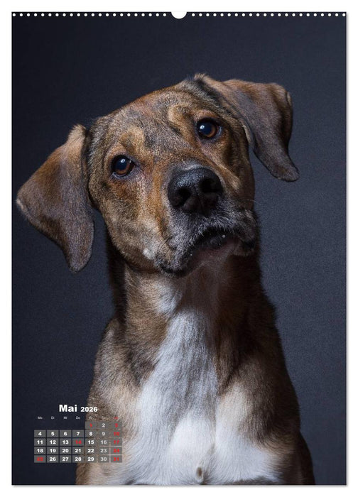 Treue Wegbegleiter, Hunde im Portrait. (CALVENDO Premium Wandkalender 2026)
