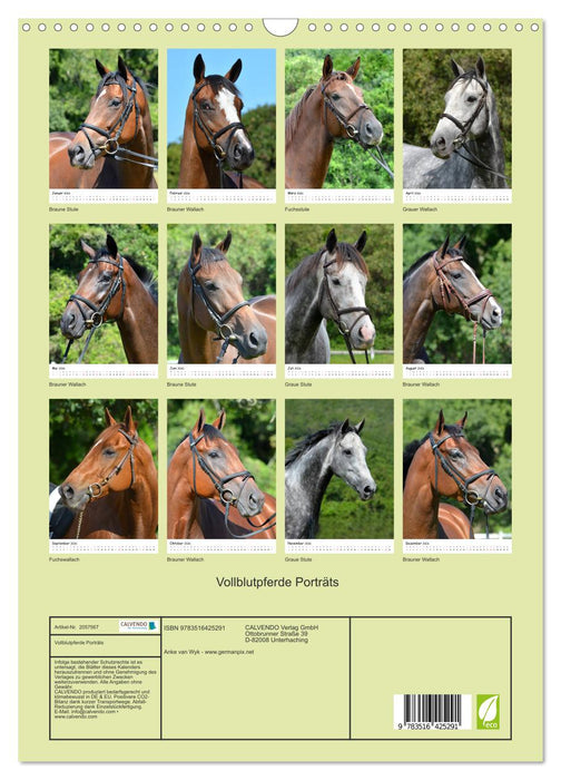 Vollblutpferde Porträts (CALVENDO Wandkalender 2026)