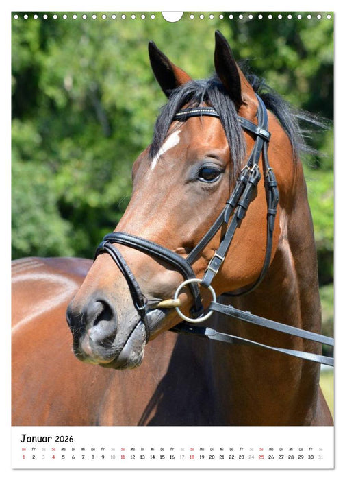 Vollblutpferde Porträts (CALVENDO Wandkalender 2026)