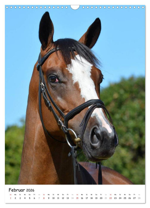 Vollblutpferde Porträts (CALVENDO Wandkalender 2026)