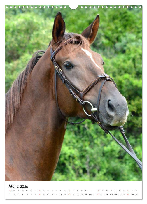 Vollblutpferde Porträts (CALVENDO Wandkalender 2026)
