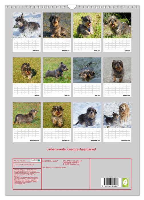 Liebenswerte Zwergrauhaardackel (CALVENDO Wandkalender 2026)