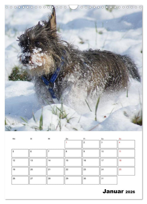 Liebenswerte Zwergrauhaardackel (CALVENDO Wandkalender 2026)