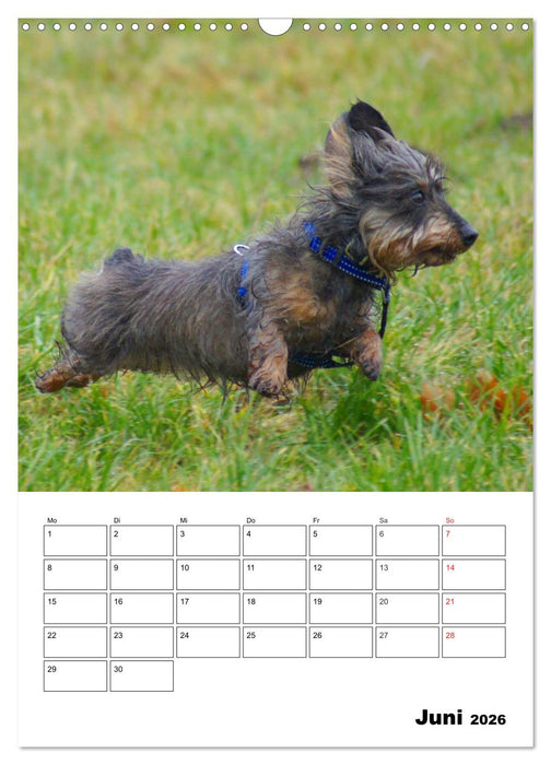 Liebenswerte Zwergrauhaardackel (CALVENDO Wandkalender 2026)