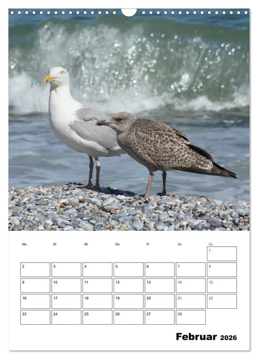 Einzigartige Insel Helgoland (CALVENDO Wandkalender 2026)