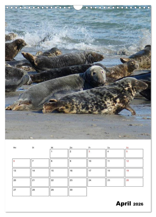 Einzigartige Insel Helgoland (CALVENDO Wandkalender 2026)