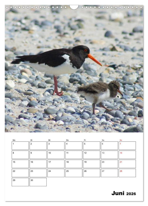 Einzigartige Insel Helgoland (CALVENDO Wandkalender 2026)