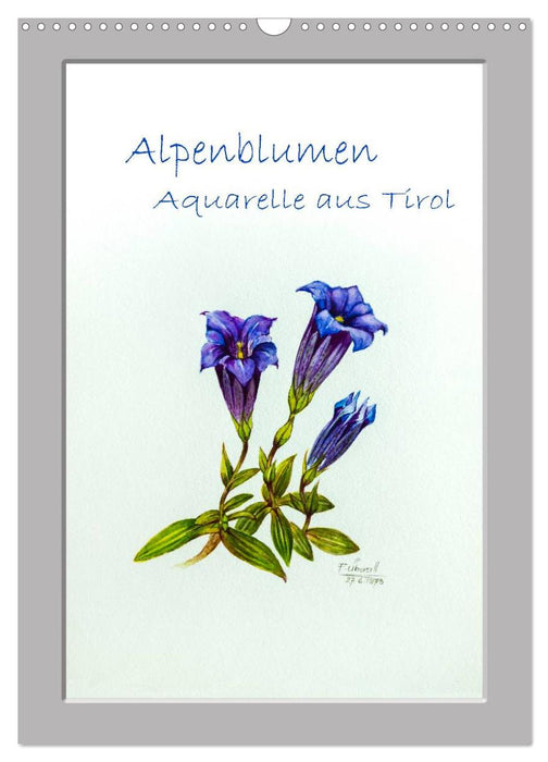 Alpenblumen Aquarelle aus Tirol (CALVENDO Wandkalender 2026)