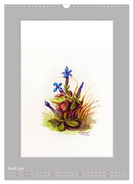 Alpenblumen Aquarelle aus Tirol (CALVENDO Wandkalender 2026)