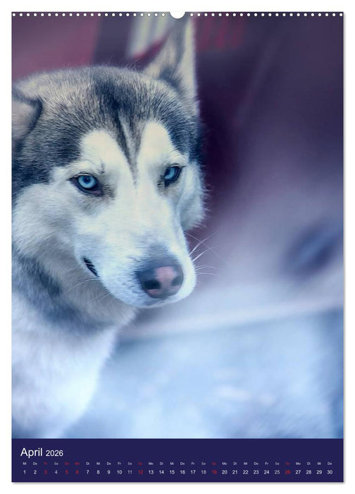 Huskies - Artwork (CALVENDO Premium Wandkalender 2026)