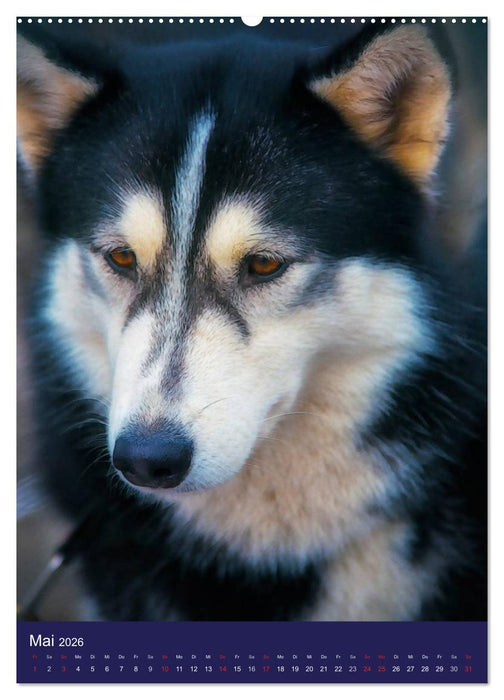 Huskies - Artwork (CALVENDO Premium Wandkalender 2026)