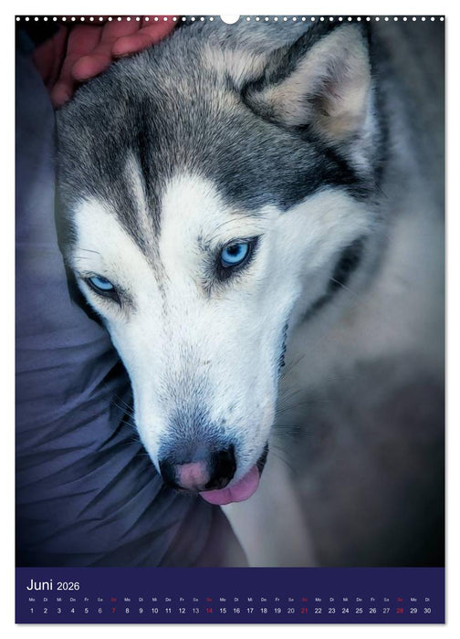 Huskies - Artwork (CALVENDO Premium Wandkalender 2026)